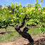 Beautiful Old Grape Vines Make For Amazing Wine - Adelaide, Australia