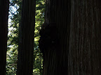 california_sequoia