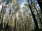 Cougar Mountain Canopy
