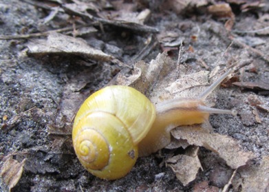 Schnecke