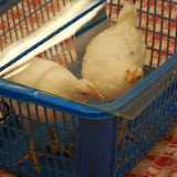 Chickens visit Pre-K!