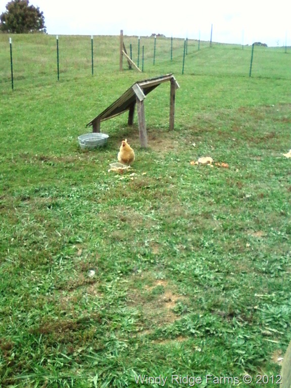 [Garden%2520Update%2520-%2520Chickens%2520%25281%2529.jpg]
