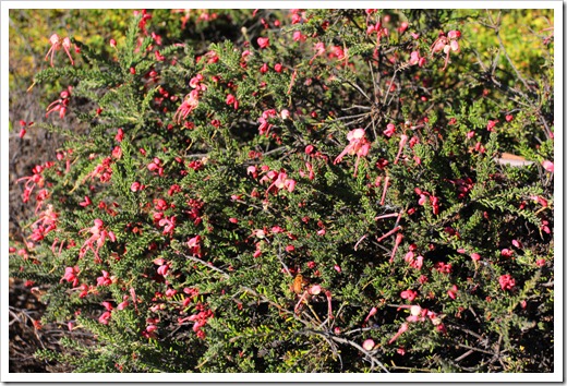 121027_UCSCArboretum_Grevillea-lanigera-Coastal-Gem_02