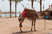 sharm110327_01_resize.jpg