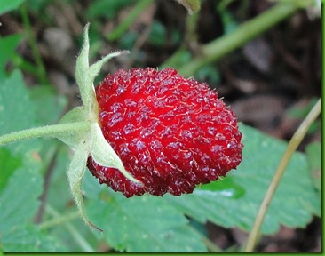 Rubus rosifolius Rubus rosifolius