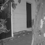 Balade entre les platanes