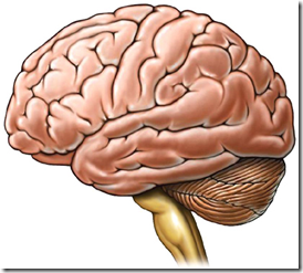 cerebro cerebro