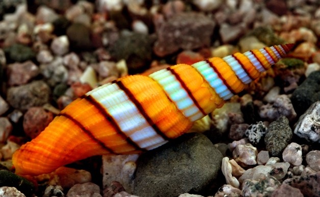 [nature%2520%25282%2529%255B2%255D.jpg]