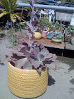 Jen and Josh wanted to include many succulents into their wedding decor.