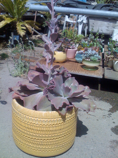 Jen and Josh wanted to include many succulents into their wedding decor.