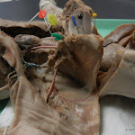 fetal_pig_trachea (2).JPG