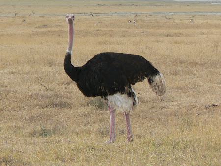 Safari: An ostrich in Ngorongoro
