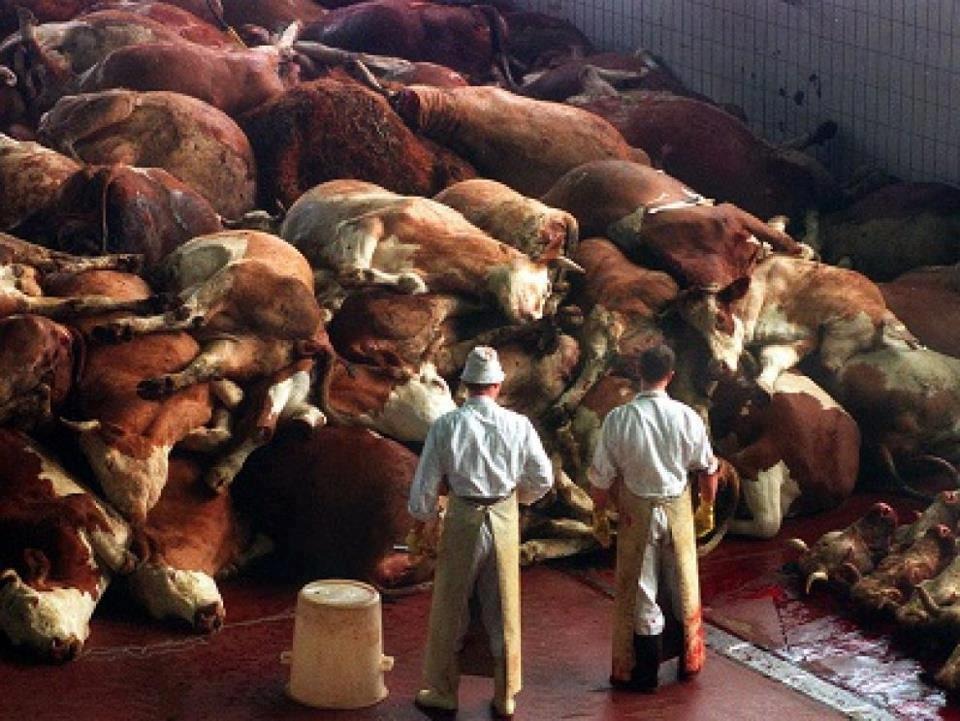 [animal%2520rights%255B4%255D.jpg]