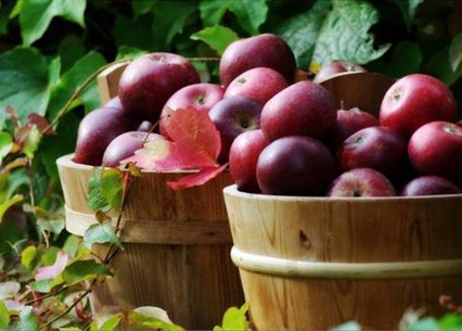 apples0092