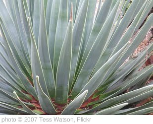 'Aloe Vera' photo (c) 2007, Tess Watson - license: http://creativecommons.org/licenses/by/2.0/