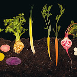 xl_modernist_cuisine_pr_07.jpg