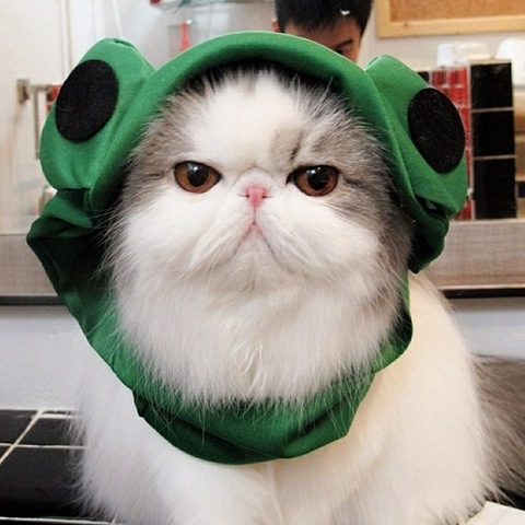 [hope-cat-instagram-3%255B2%255D.jpg]