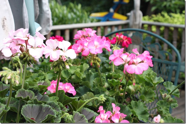IMG_0043 IMG_0043
