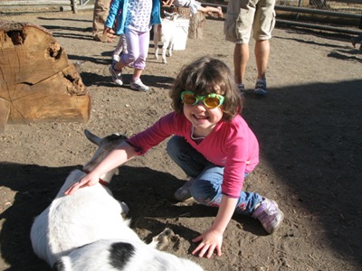 petting the goats