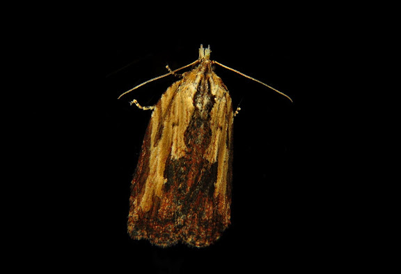 Tortricidae : Tortricinae : Cryptoptila immersana WALKER, 1863. Umina Beach (NSW, Australie), 23 octobre 2011. Photo : Barbara Kedzierski