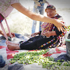 Olive Harvet at Walajeh', October 2012