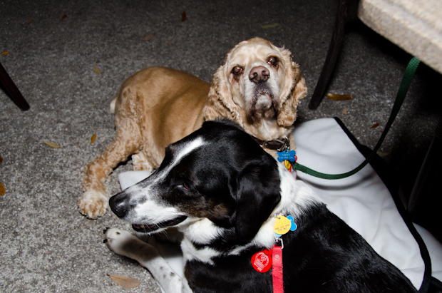 Chewy and Abby at the restaurant