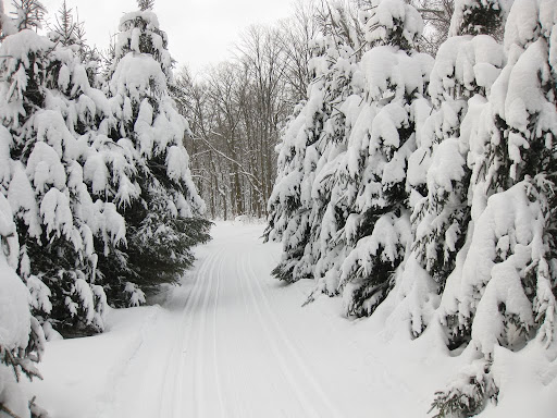 Snowy scene in the square field