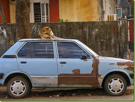 dog on top of car