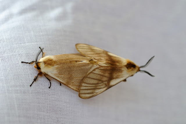 Thaumetopoeidae : genre Anaphe : Anaphe venata, BUTLER, 1878. Ebogo (Cameroun), 20 avril 2013. Photo : Daniel Milan