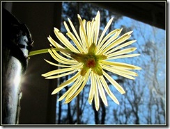 IMG_7024a IMG_7024a