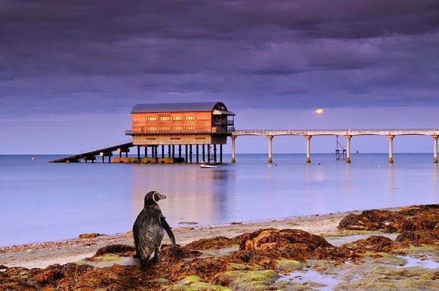 [Dippy%2520Bembridge%252001%2520low%2520res%255B2%255D.jpg]