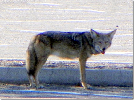 wolf. just standing out in a huge parking lot.
