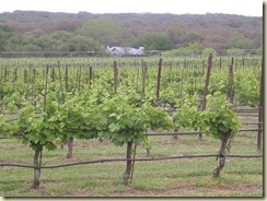 800px-Texas_Hills_vineyard