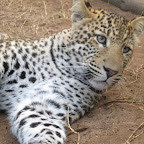 leopard6.jpg