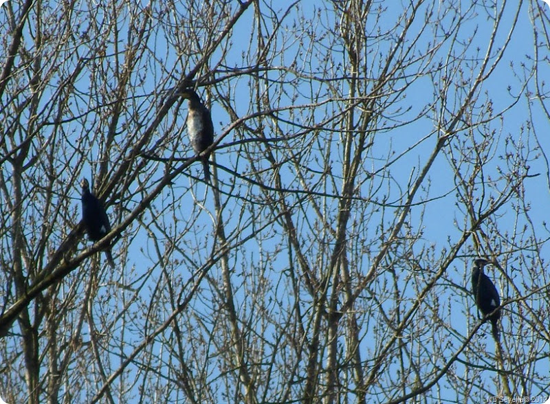 SAM_0037 Cormorants