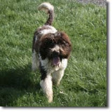 Sire Rivermist Brody<br />
is a chocolate/ white Parti.