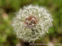 OK - so they may be a nuisance, but Dandelions are quite beautiful, especially considering they go from a bright yellow flower to this... which is perfectly designed to scatter "to the winds".