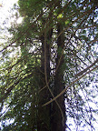 california_sequoia