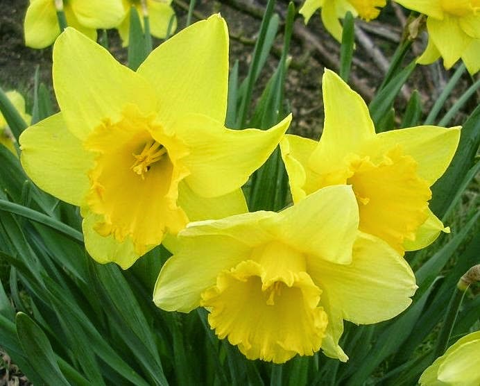 [Daffodils55.jpg]