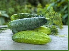 Pepino Italiano para Conservas Pepino Italiano para Conservas
