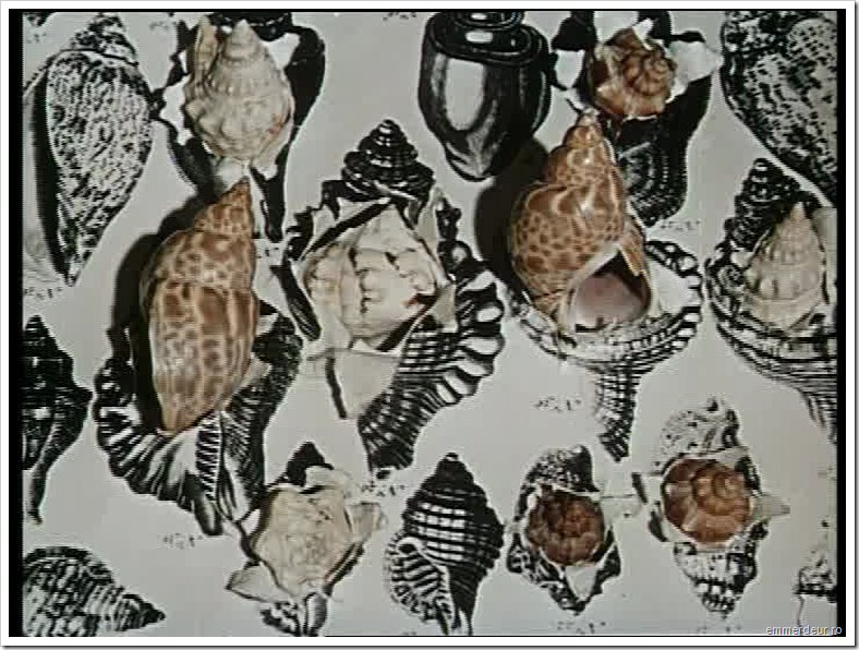 jan svankmajer historia naturae emmerdeur_19 jan svankmajer historia naturae emmerdeur_19