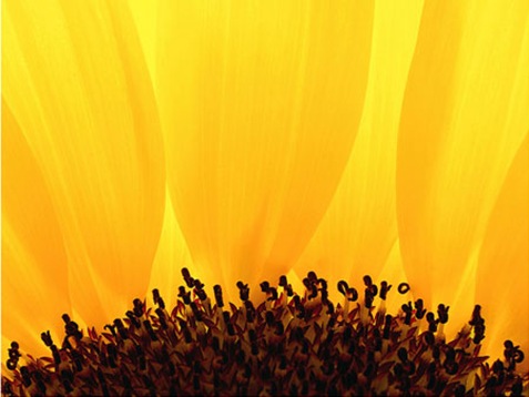 Girasol-fotografia Girasol-fotografia