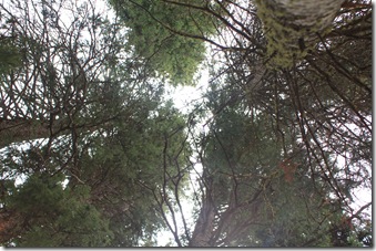 IMG_4857