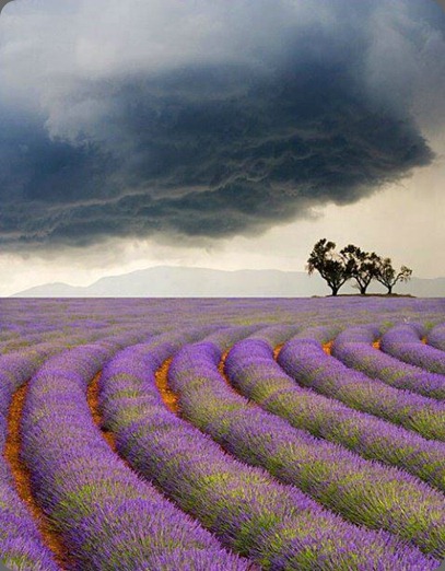 lavender 378181_324442137645477_1200901453_n sun gazing dot com angela cornel photo and francoise weeks lavender 378181_324442137645477_1200901453_n sun gazing dot com angela cornel photo and francoise weeks