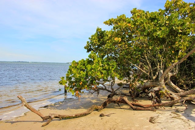 Robinson Preserve Beach