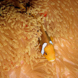 NightDiveManihi NightDiveManihi