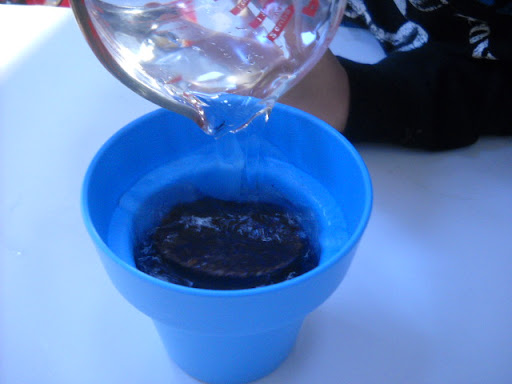 The kiddo adds a cup of warm water to the soil disk. The kiddo adds a cup of warm water to the soil disk.