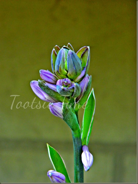BeFunky_040.jpg BeFunky_040.jpg