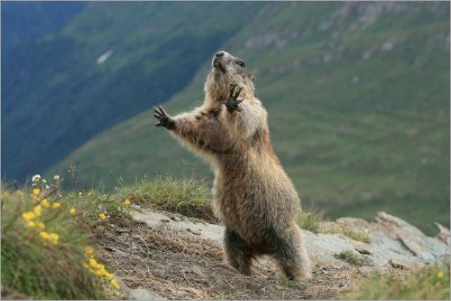 5169063-detail-of-the-marmot--photograph-an-der-grossglockner