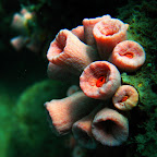 Pulau Satang
